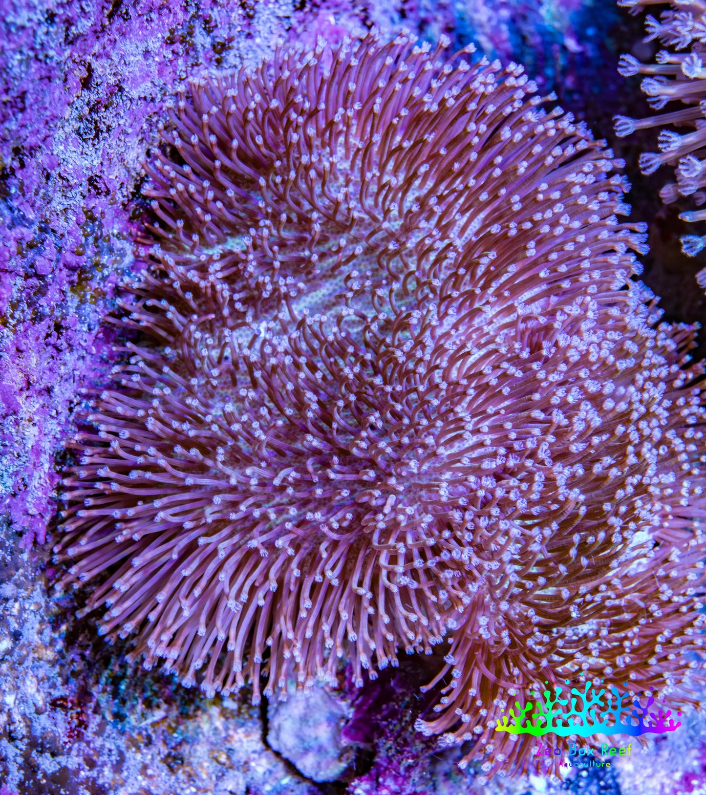 Leather Coral- Long Polyp Toadstool Leather 8cm WYSIWYG W1L1 Leather Coral- Long Polyp Toadstool Leather 8cm WYSIWYG W1L1 Soft Coral Leather Coral- Long Polyp Toadstool Leather 8cm WYSIWYG W1L1 Zeo Box Reef