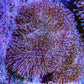 Leather Coral- Long Polyp Toadstool Leather 8cm WYSIWYG W1L1 Leather Coral- Long Polyp Toadstool Leather 8cm WYSIWYG W1L1 Soft Coral Leather Coral- Long Polyp Toadstool Leather 8cm WYSIWYG W1L1 Zeo Box Reef