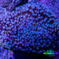 Leather Coral- Long Polyp Toadstool Leather 8cm WYSIWYG W2 Leather Coral- Long Polyp Toadstool Leather 8cm WYSIWYG W2 Soft Coral Leather Coral- Long Polyp Toadstool Leather 8cm WYSIWYG W2 Zeo Box Reef
