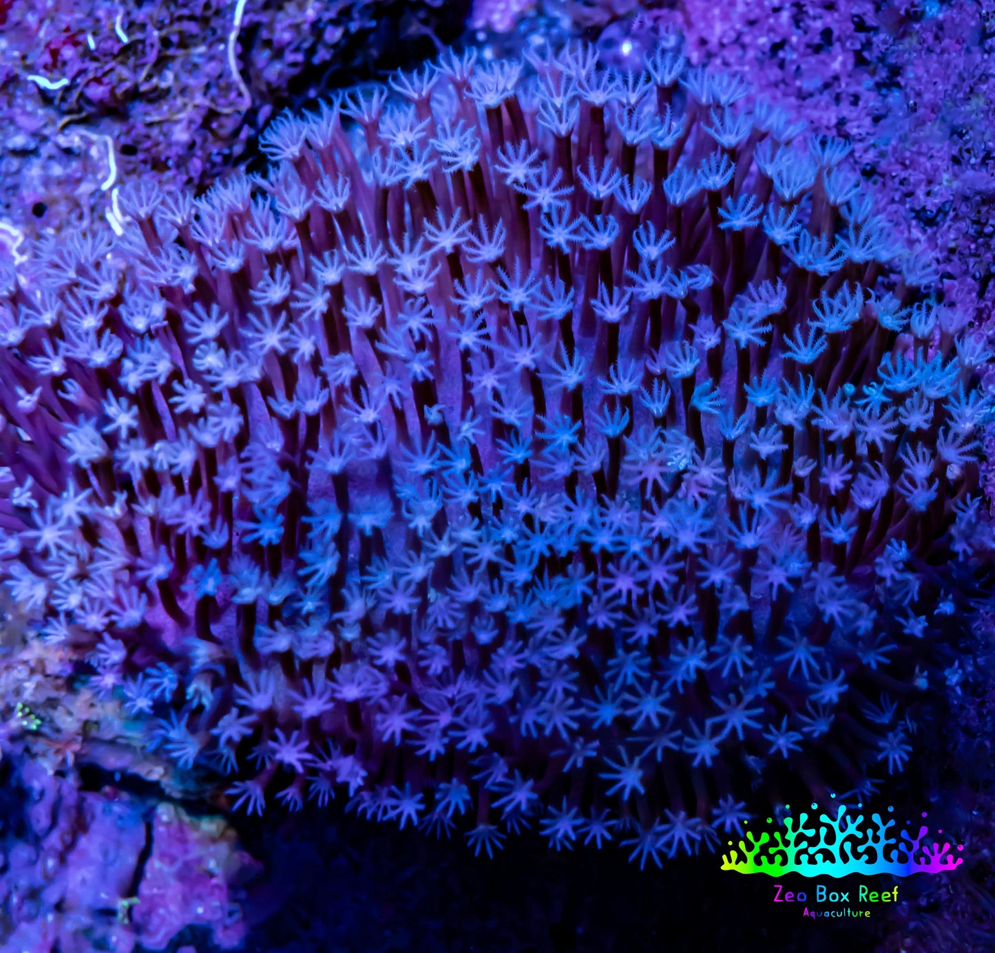 Leather Coral- Long Polyp Toadstool Leather 8cm WYSIWYG W2 Leather Coral- Long Polyp Toadstool Leather 8cm WYSIWYG W2 Soft Coral Leather Coral- Long Polyp Toadstool Leather 8cm WYSIWYG W2 Zeo Box Reef