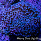 Leather Coral- Long Polyp Toadstool Leather 8cm WYSIWYG W2 Leather Coral- Long Polyp Toadstool Leather 8cm WYSIWYG W2 Soft Coral Leather Coral- Long Polyp Toadstool Leather 8cm WYSIWYG W2 Zeo Box Reef