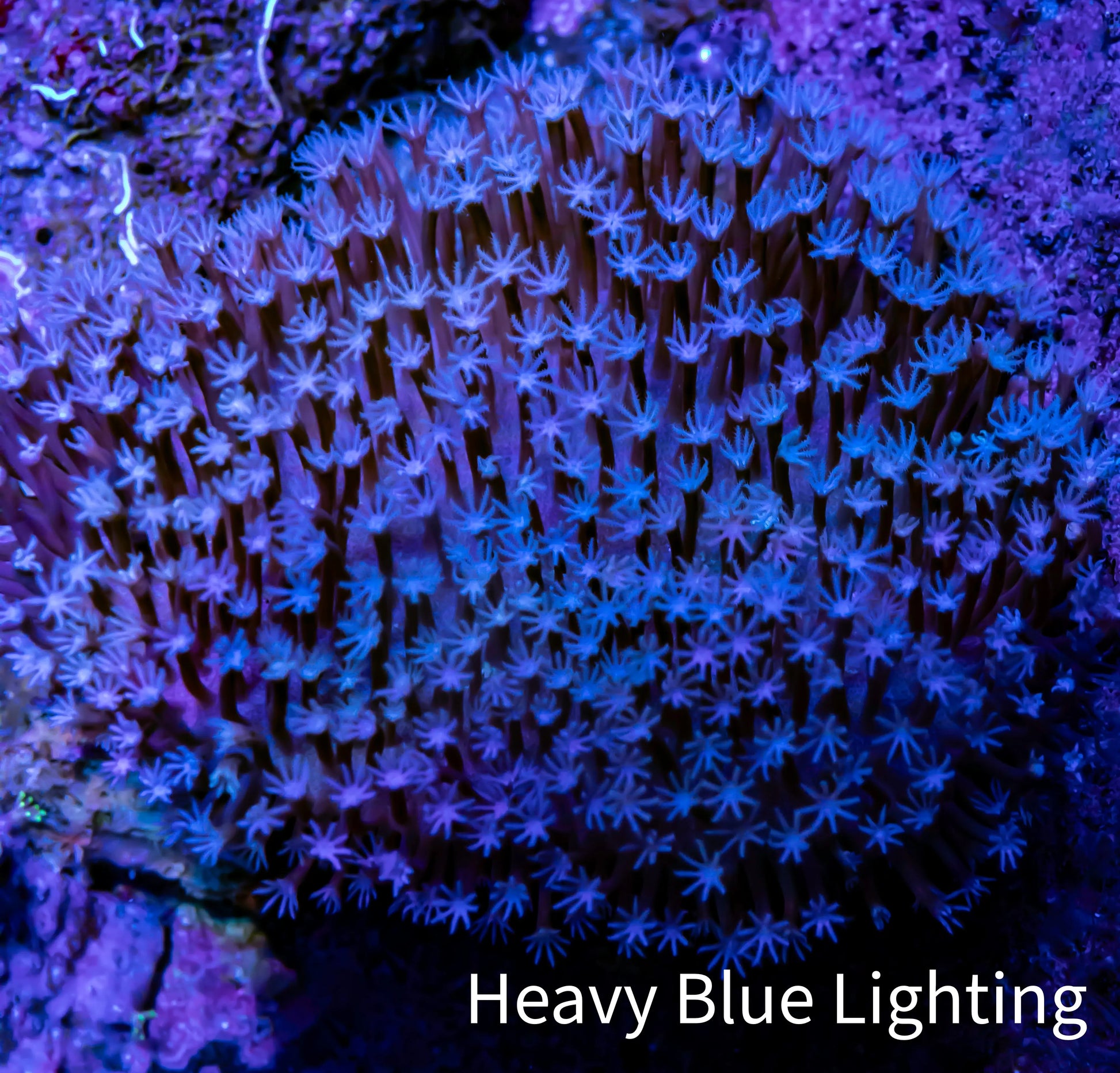 Leather Coral- Long Polyp Toadstool Leather 8cm WYSIWYG W2 Leather Coral- Long Polyp Toadstool Leather 8cm WYSIWYG W2 Soft Coral Leather Coral- Long Polyp Toadstool Leather 8cm WYSIWYG W2 Zeo Box Reef