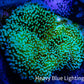 Leather Coral- Long Polyp Toadstool Leather 8cm WYSIWYG Leather Coral- Long Polyp Toadstool Leather 8cm WYSIWYG Soft Coral Leather Coral- Long Polyp Toadstool Leather 8cm WYSIWYG Zeo Box Reef