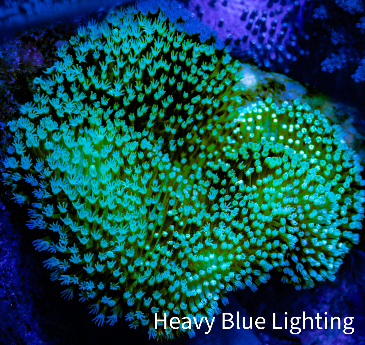 Leather Coral- Long Polyp Toadstool Leather 8cm WYSIWYG Leather Coral- Long Polyp Toadstool Leather 8cm WYSIWYG Soft Coral Leather Coral- Long Polyp Toadstool Leather 8cm WYSIWYG Zeo Box Reef