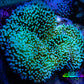 Leather Coral- Long Polyp Toadstool Leather 8cm WYSIWYG Leather Coral- Long Polyp Toadstool Leather 8cm WYSIWYG Soft Coral Leather Coral- Long Polyp Toadstool Leather 8cm WYSIWYG Zeo Box Reef