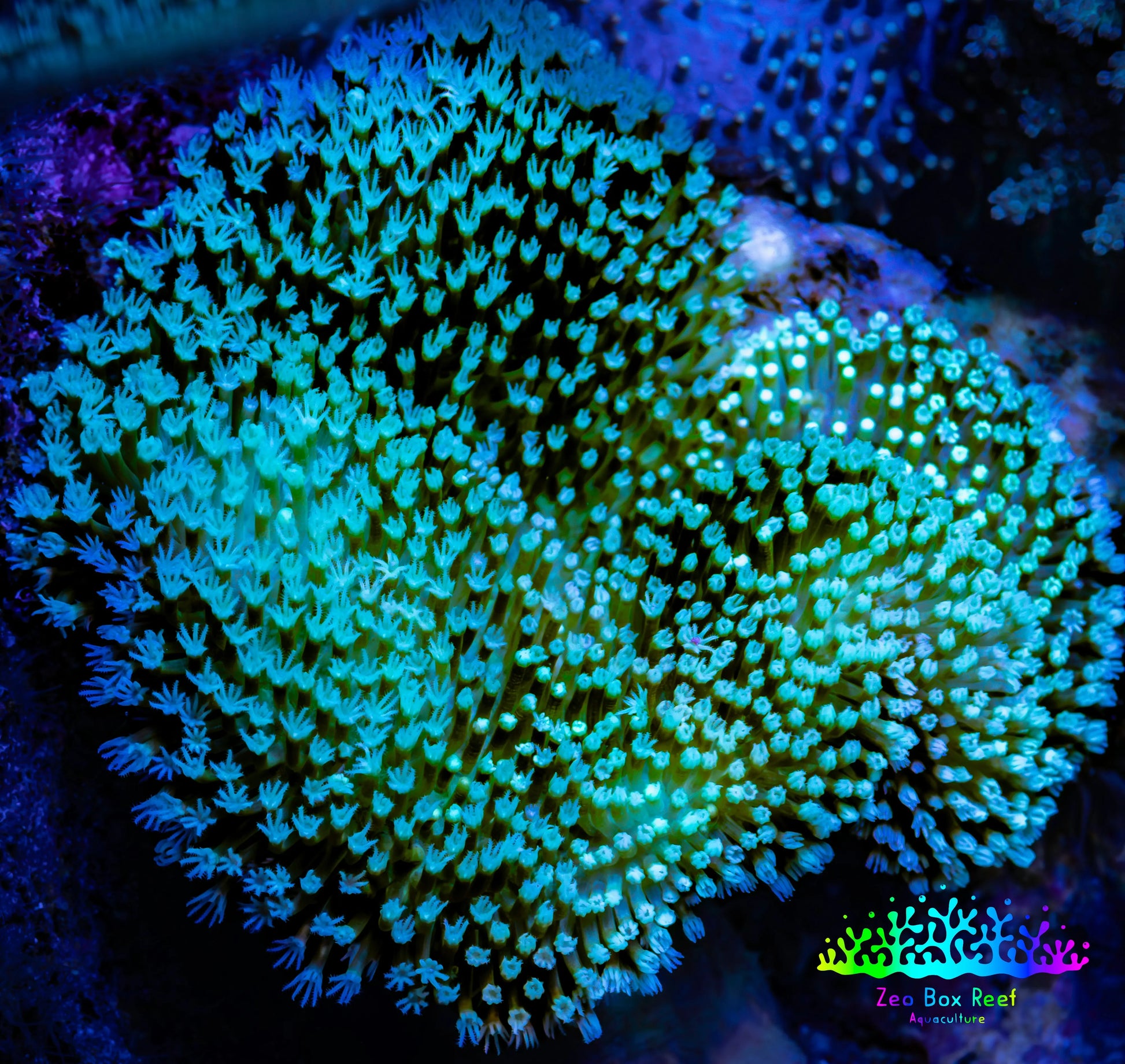 Leather Coral- Long Polyp Toadstool Leather 8cm WYSIWYG Leather Coral- Long Polyp Toadstool Leather 8cm WYSIWYG Soft Coral Leather Coral- Long Polyp Toadstool Leather 8cm WYSIWYG Zeo Box Reef