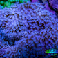Leather Coral- Long Polyp Toadstool Leather 8cm WYSIWYG Leather Coral- Long Polyp Toadstool Leather 8cm WYSIWYG Soft Coral Leather Coral- Long Polyp Toadstool Leather 8cm WYSIWYG Zeo Box Reef