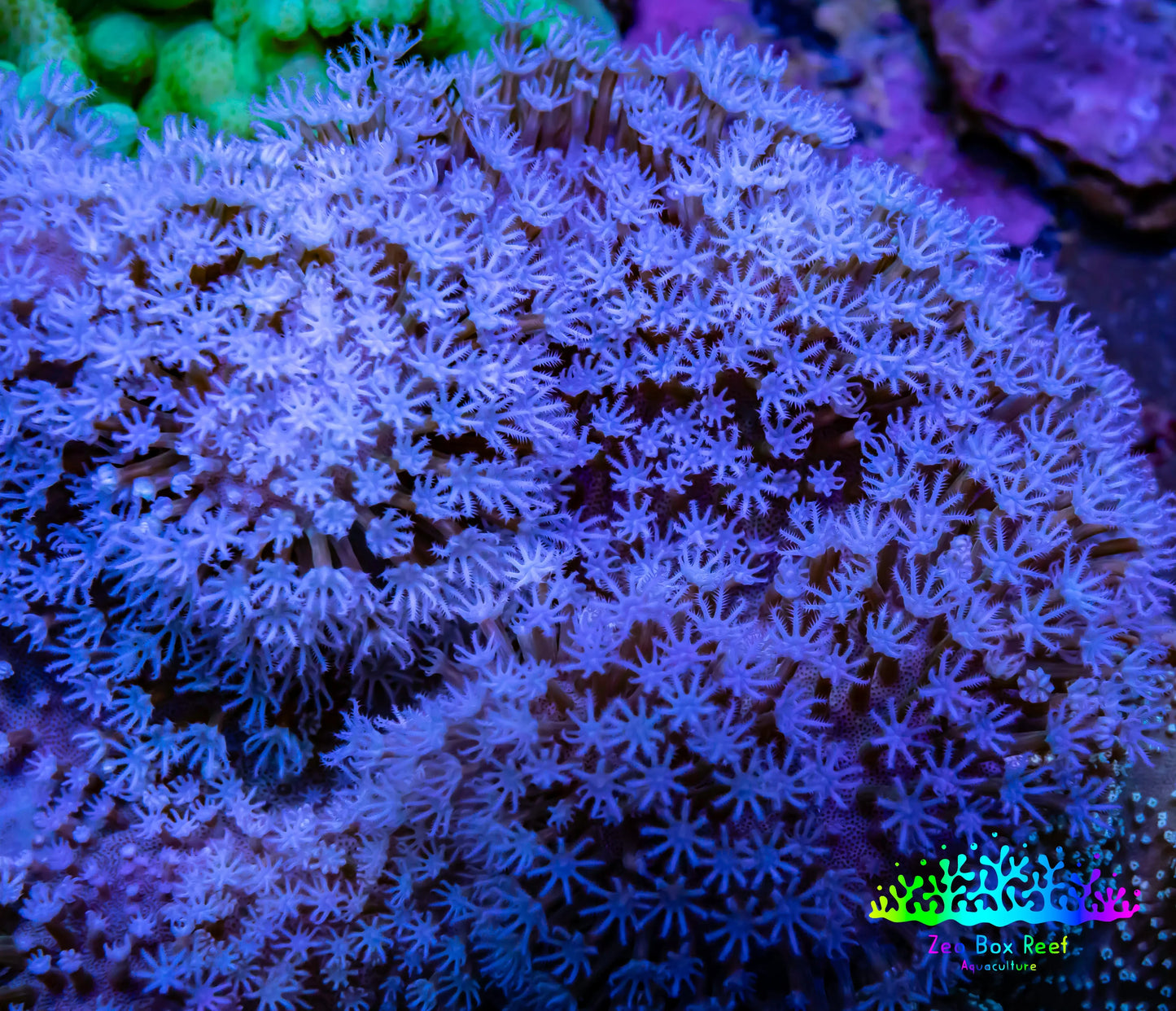 Leather Coral- Long Polyp Toadstool Leather 8cm WYSIWYG Leather Coral- Long Polyp Toadstool Leather 8cm WYSIWYG Soft Coral Leather Coral- Long Polyp Toadstool Leather 8cm WYSIWYG Zeo Box Reef
