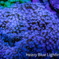 Leather Coral- Long Polyp Toadstool Leather 8cm WYSIWYG Leather Coral- Long Polyp Toadstool Leather 8cm WYSIWYG Soft Coral Leather Coral- Long Polyp Toadstool Leather 8cm WYSIWYG Zeo Box Reef