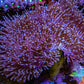 Leather Coral- Long Polyp Toadstool Leather 8cm WYSIWYG Leather Coral- Long Polyp Toadstool Leather 8cm WYSIWYG Soft Coral Leather Coral- Long Polyp Toadstool Leather 8cm WYSIWYG Zeo Box Reef