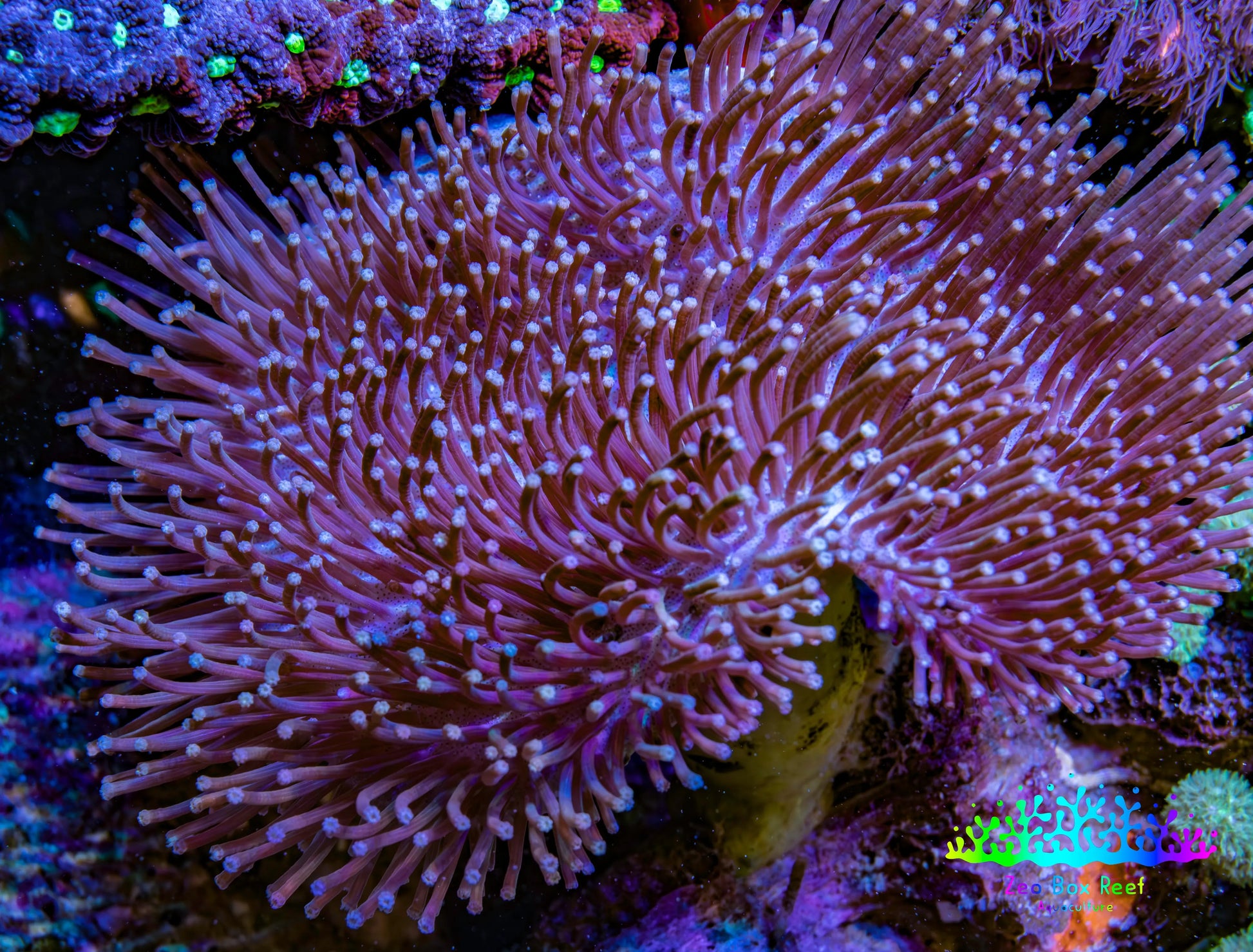 Leather Coral- Long Polyp Toadstool Leather 8cm WYSIWYG Leather Coral- Long Polyp Toadstool Leather 8cm WYSIWYG Soft Coral Leather Coral- Long Polyp Toadstool Leather 8cm WYSIWYG Zeo Box Reef