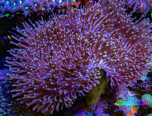Leather Coral- Long Polyp Toadstool Leather 8cm WYSIWYG Leather Coral- Long Polyp Toadstool Leather 8cm WYSIWYG Soft Coral Leather Coral- Long Polyp Toadstool Leather 8cm WYSIWYG Zeo Box Reef