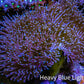 Leather Coral- Long Polyp Toadstool Leather 8cm WYSIWYG Leather Coral- Long Polyp Toadstool Leather 8cm WYSIWYG Soft Coral Leather Coral- Long Polyp Toadstool Leather 8cm WYSIWYG Zeo Box Reef