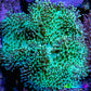 Leather Coral- Long Polyp Toadstool Leather 8cm WYSIWYG Leather Coral- Long Polyp Toadstool Leather 8cm WYSIWYG Soft Coral Leather Coral- Long Polyp Toadstool Leather 8cm WYSIWYG Zeo Box Reef