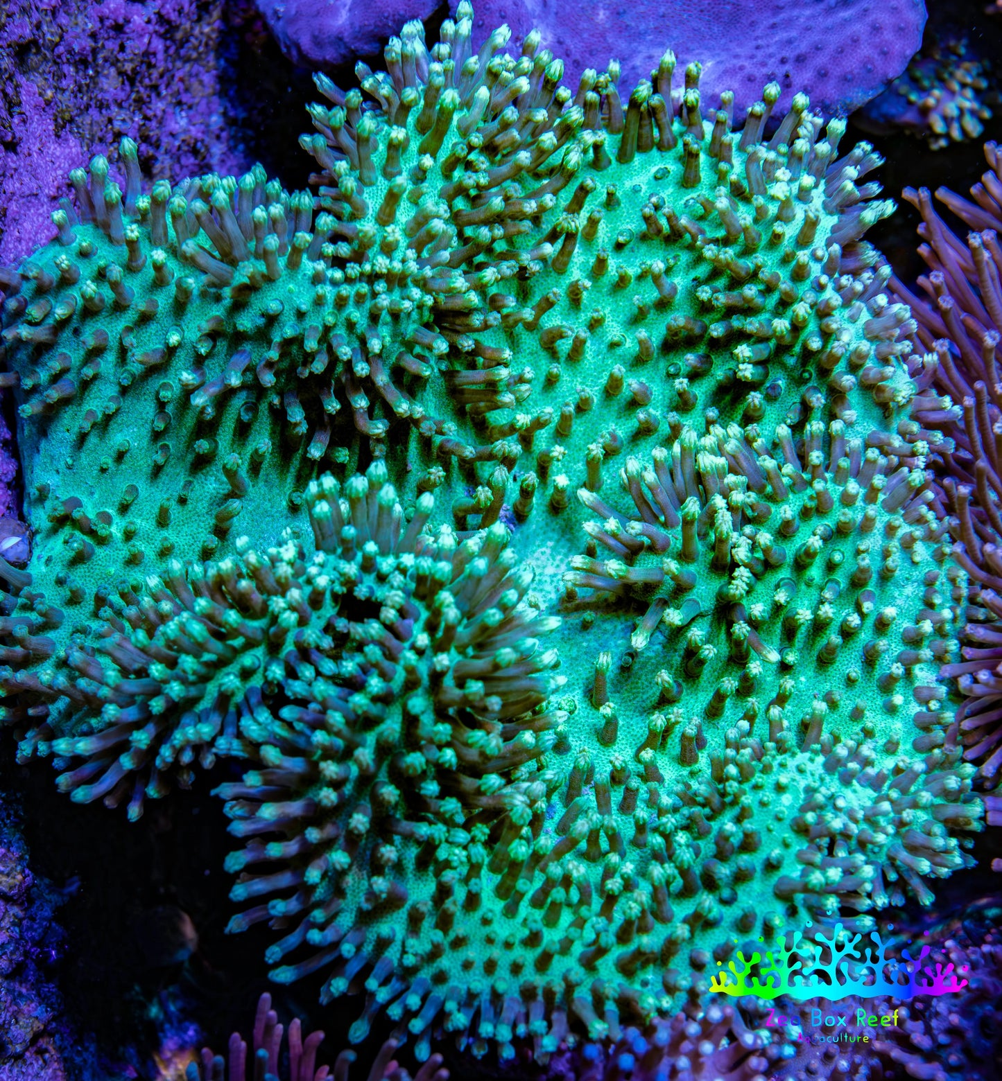 Leather Coral- Long Polyp Toadstool Leather 8cm WYSIWYG Leather Coral- Long Polyp Toadstool Leather 8cm WYSIWYG Soft Coral Leather Coral- Long Polyp Toadstool Leather 8cm WYSIWYG Zeo Box Reef