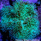 Leather Coral- Long Polyp Toadstool Leather 8cm WYSIWYG Leather Coral- Long Polyp Toadstool Leather 8cm WYSIWYG Soft Coral Leather Coral- Long Polyp Toadstool Leather 8cm WYSIWYG Zeo Box Reef
