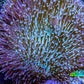 Leather Coral- Long Polyp Toadstool Leather 8cm WYSIWYG Leather Coral- Long Polyp Toadstool Leather 8cm WYSIWYG Soft Coral Leather Coral- Long Polyp Toadstool Leather 8cm WYSIWYG Zeo Box Reef