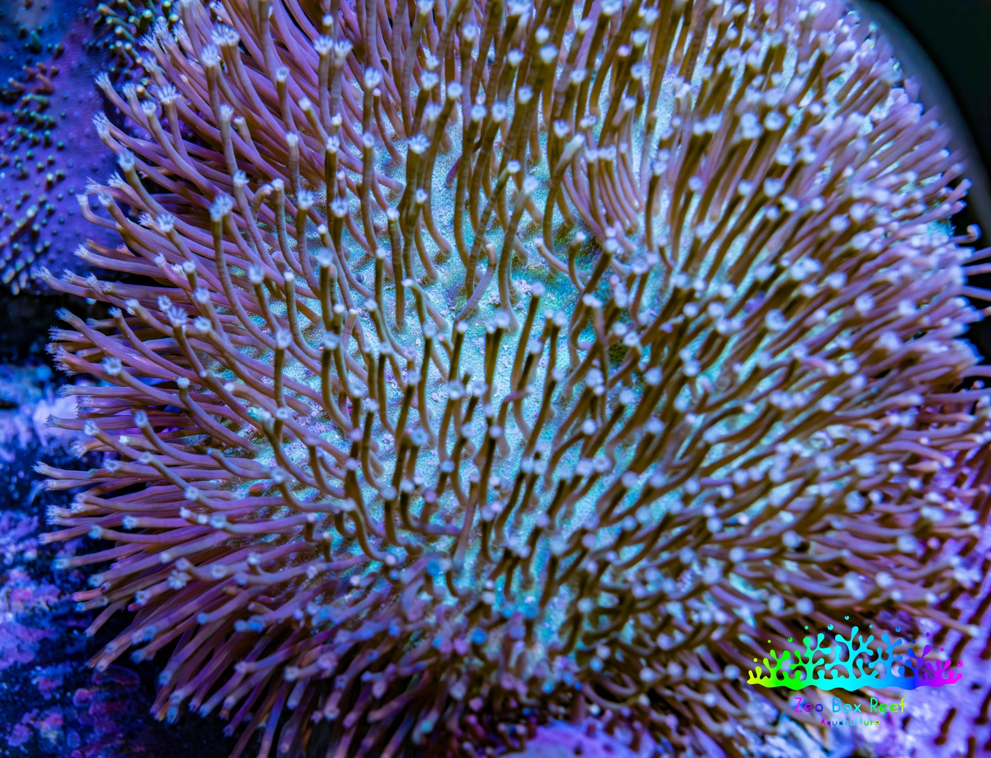 Leather Coral- Long Polyp Toadstool Leather 8cm WYSIWYG Leather Coral- Long Polyp Toadstool Leather 8cm WYSIWYG Soft Coral Leather Coral- Long Polyp Toadstool Leather 8cm WYSIWYG Zeo Box Reef
