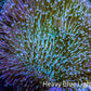 Leather Coral- Long Polyp Toadstool Leather 8cm WYSIWYG Leather Coral- Long Polyp Toadstool Leather 8cm WYSIWYG Soft Coral Leather Coral- Long Polyp Toadstool Leather 8cm WYSIWYG Zeo Box Reef