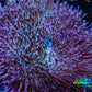 Leather Coral- Long Polyp Toadstool Leather 8cm WYSIWYG Leather Coral- Long Polyp Toadstool Leather 8cm WYSIWYG Soft Coral Leather Coral- Long Polyp Toadstool Leather 8cm WYSIWYG Zeo Box Reef