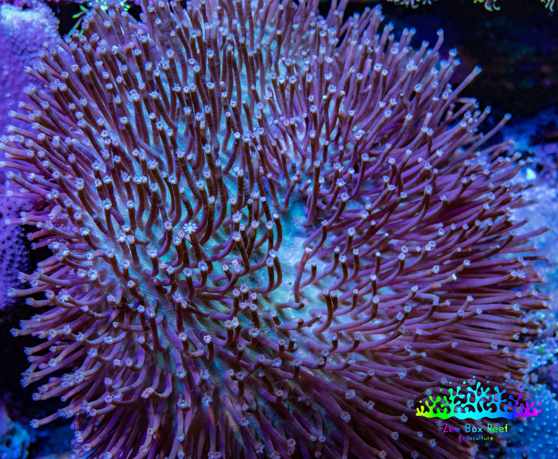 Leather Coral- Long Polyp Toadstool Leather 8cm WYSIWYG Leather Coral- Long Polyp Toadstool Leather 8cm WYSIWYG Soft Coral Leather Coral- Long Polyp Toadstool Leather 8cm WYSIWYG Zeo Box Reef