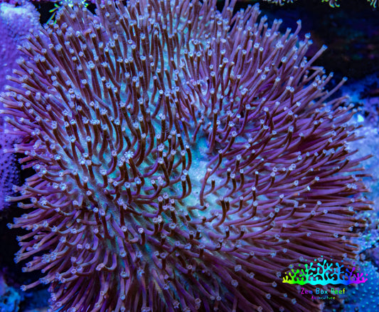 Leather Coral- Long Polyp Toadstool Leather 8cm WYSIWYG Leather Coral- Long Polyp Toadstool Leather 8cm WYSIWYG Soft Coral Leather Coral- Long Polyp Toadstool Leather 8cm WYSIWYG Zeo Box Reef