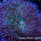 Leather Coral- Long Polyp Toadstool Leather 8cm WYSIWYG Leather Coral- Long Polyp Toadstool Leather 8cm WYSIWYG Soft Coral Leather Coral- Long Polyp Toadstool Leather 8cm WYSIWYG Zeo Box Reef