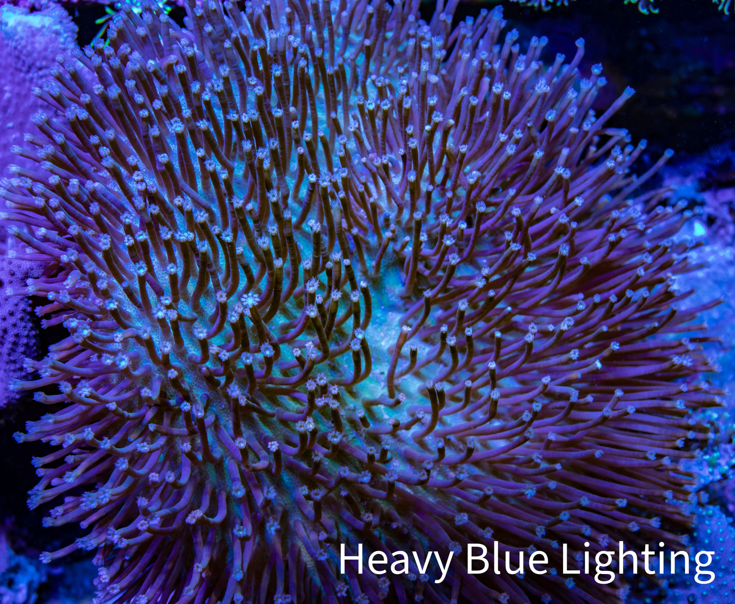 Leather Coral- Long Polyp Toadstool Leather 8cm WYSIWYG Leather Coral- Long Polyp Toadstool Leather 8cm WYSIWYG Soft Coral Leather Coral- Long Polyp Toadstool Leather 8cm WYSIWYG Zeo Box Reef