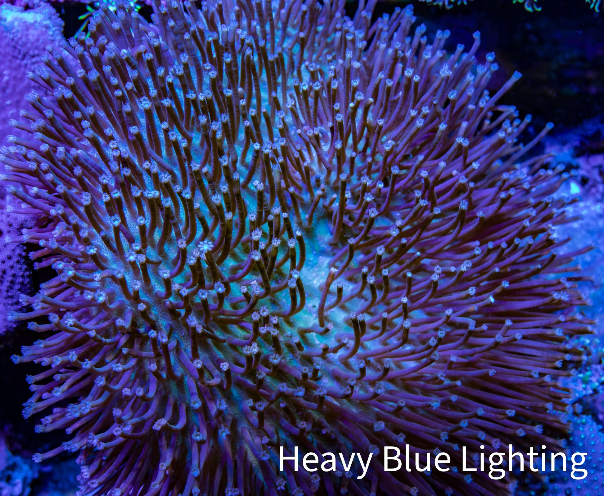 Leather Coral- Long Polyp Toadstool Leather 8cm WYSIWYG Leather Coral- Long Polyp Toadstool Leather 8cm WYSIWYG Soft Coral Leather Coral- Long Polyp Toadstool Leather 8cm WYSIWYG Zeo Box Reef