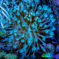 Leather Coral- Long Polyp Toadstool Leather Frag 4cm WYSIWYG Leather Coral- Long Polyp Toadstool Leather Frag 4cm WYSIWYG Soft Coral Leather Coral- Long Polyp Toadstool Leather Frag 4cm WYSIWYG Zeo Box Reef