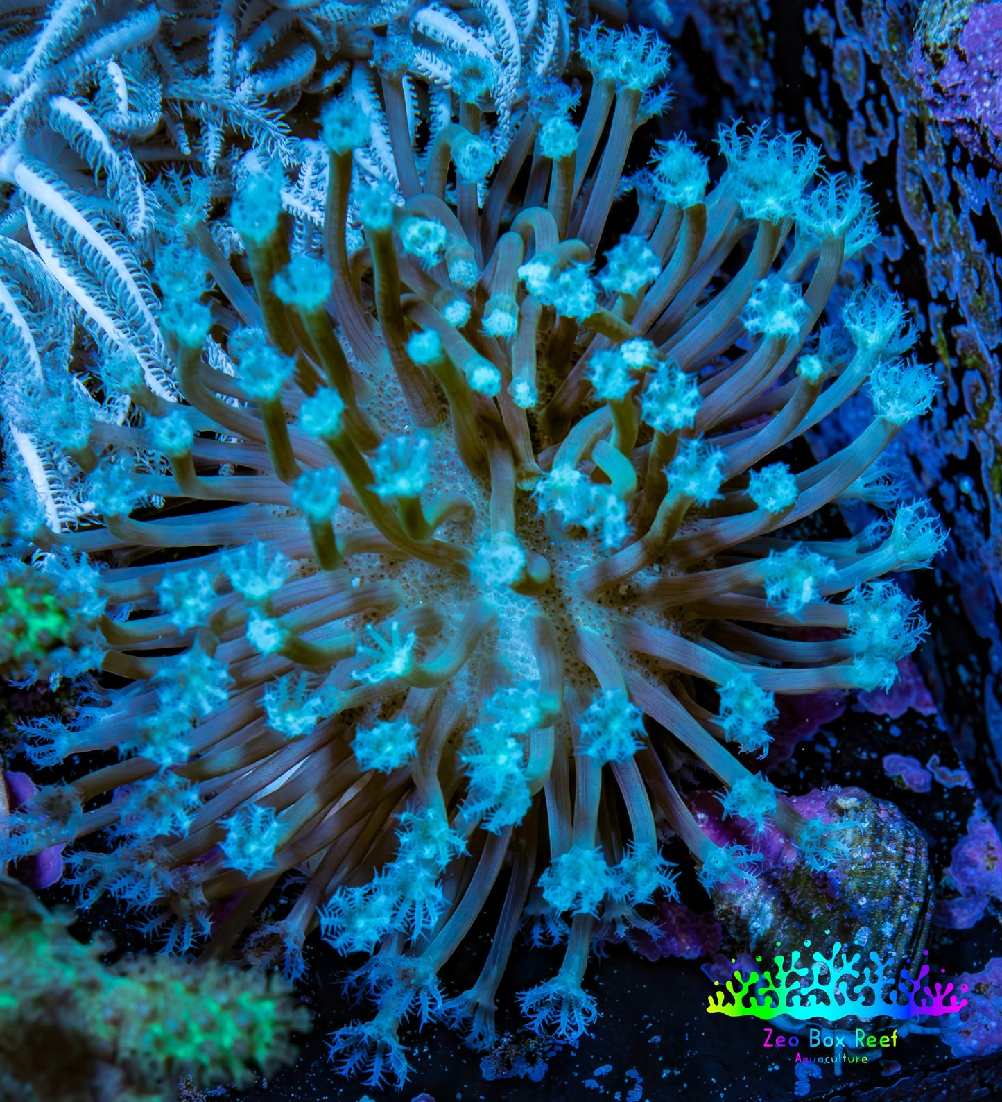 Leather Coral- Long Polyp Toadstool Leather Frag 4cm WYSIWYG Leather Coral- Long Polyp Toadstool Leather Frag 4cm WYSIWYG Soft Coral Leather Coral- Long Polyp Toadstool Leather Frag 4cm WYSIWYG Zeo Box Reef