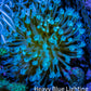 Leather Coral- Long Polyp Toadstool Leather Frag 4cm WYSIWYG Leather Coral- Long Polyp Toadstool Leather Frag 4cm WYSIWYG Soft Coral Leather Coral- Long Polyp Toadstool Leather Frag 4cm WYSIWYG Zeo Box Reef