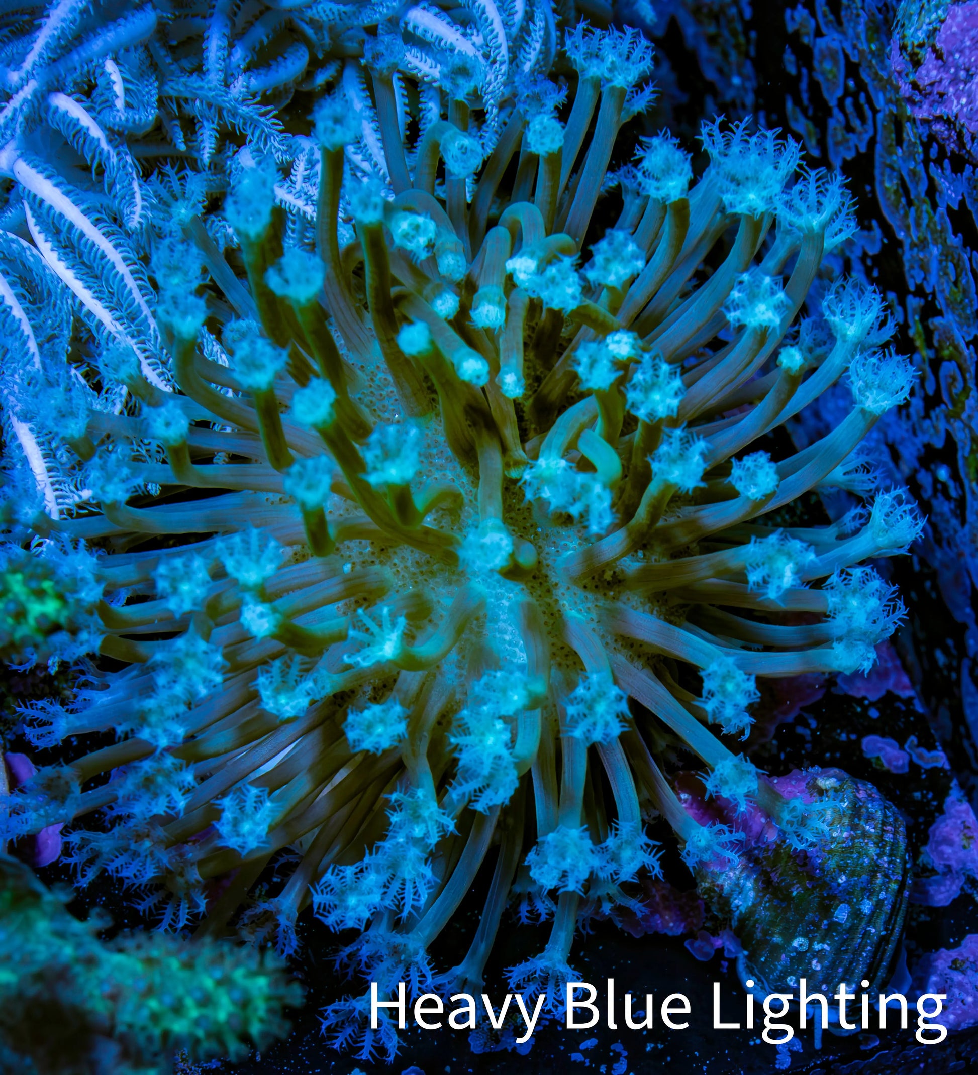 Leather Coral- Long Polyp Toadstool Leather Frag 4cm WYSIWYG Leather Coral- Long Polyp Toadstool Leather Frag 4cm WYSIWYG Soft Coral Leather Coral- Long Polyp Toadstool Leather Frag 4cm WYSIWYG Zeo Box Reef