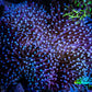 Leather Coral- Long PolypToadstool Leather 10cm WYSIWYG W1 RS Leather Coral- Long PolypToadstool Leather 10cm WYSIWYG W1 RS Soft Coral Leather Coral- Long PolypToadstool Leather 10cm WYSIWYG W1 RS Zeo Box Reef
