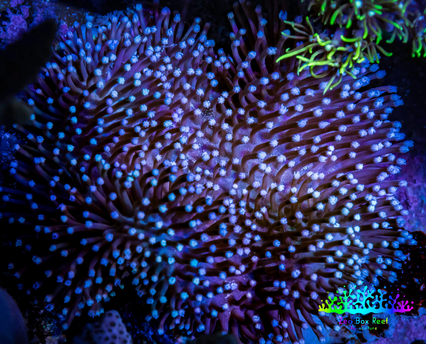 Leather Coral- Long PolypToadstool Leather 10cm WYSIWYG W1 RS Leather Coral- Long PolypToadstool Leather 10cm WYSIWYG W1 RS Soft Coral Leather Coral- Long PolypToadstool Leather 10cm WYSIWYG W1 RS Zeo Box Reef