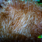Leather Coral- Long PolypToadstool Leather 10cm WYSIWYG W2 RS Leather Coral- Long PolypToadstool Leather 10cm WYSIWYG W2 RS Soft Coral Leather Coral- Long PolypToadstool Leather 10cm WYSIWYG W2 RS Zeo Box Reef