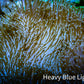 Leather Coral- Long PolypToadstool Leather 10cm WYSIWYG W2 RS Leather Coral- Long PolypToadstool Leather 10cm WYSIWYG W2 RS Soft Coral Leather Coral- Long PolypToadstool Leather 10cm WYSIWYG W2 RS Zeo Box Reef