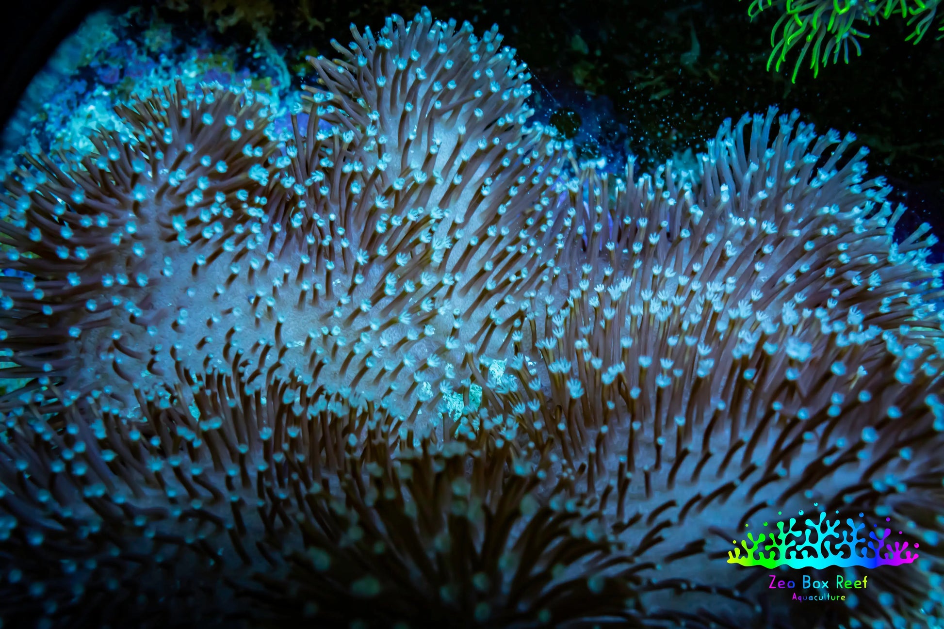 Leather Coral- Long PolypToadstool Leather 10cm WYSIWYG W2 Leather Coral- Long PolypToadstool Leather 10cm WYSIWYG W2 Soft Coral Leather Coral- Long PolypToadstool Leather 10cm WYSIWYG W2 Zeo Box Reef