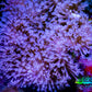 Leather Coral- Long PolypToadstool Leather 12cm WYSIWYG W1 LS Leather Coral- Long PolypToadstool Leather 12cm WYSIWYG W1 LS Soft Coral Leather Coral- Long PolypToadstool Leather 12cm WYSIWYG W1 LS Zeo Box Reef