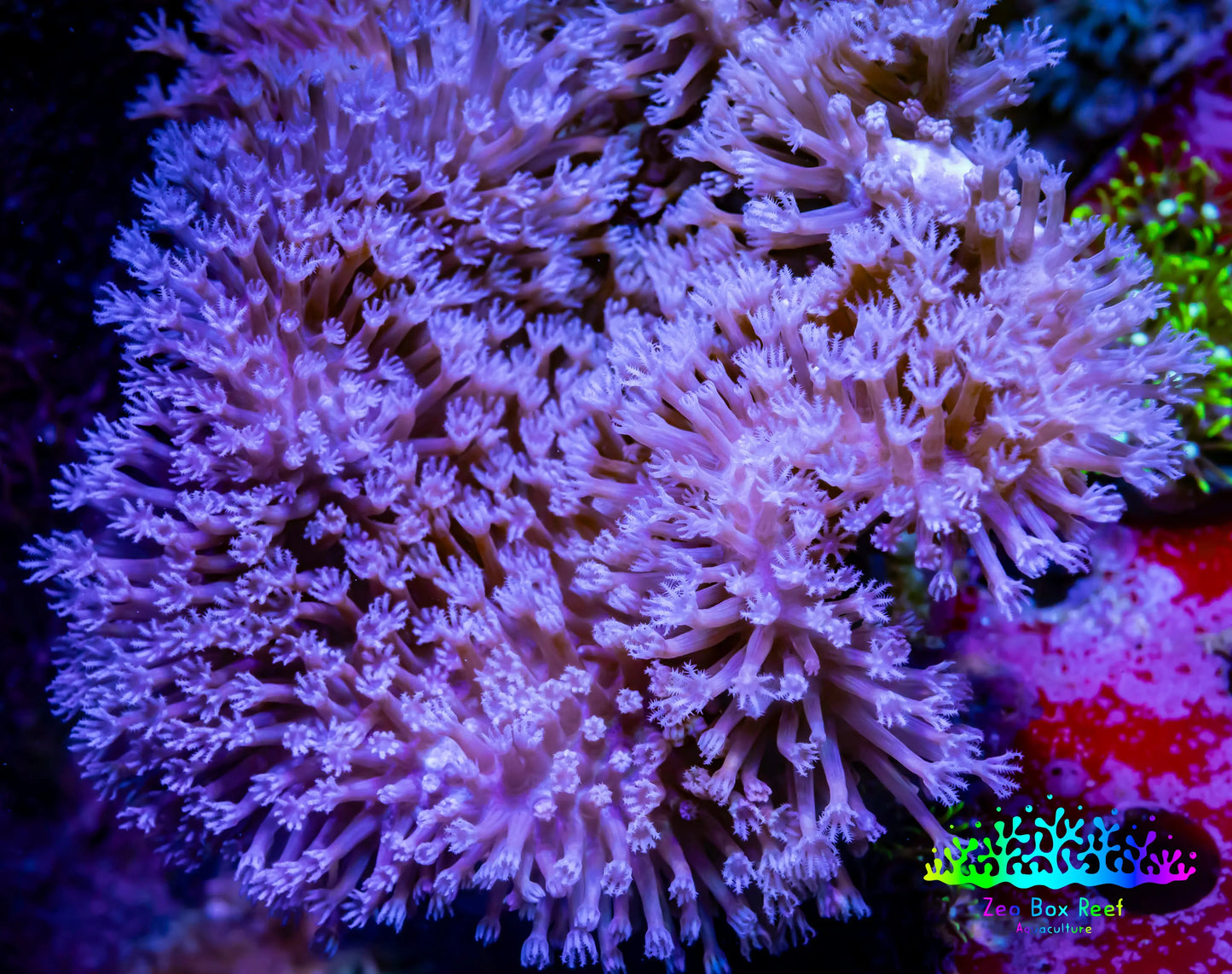 Leather Coral- Long PolypToadstool Leather 12cm WYSIWYG W1 LS Leather Coral- Long PolypToadstool Leather 12cm WYSIWYG W1 LS Soft Coral Leather Coral- Long PolypToadstool Leather 12cm WYSIWYG W1 LS Zeo Box Reef