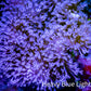 Leather Coral- Long PolypToadstool Leather 12cm WYSIWYG W1 LS Leather Coral- Long PolypToadstool Leather 12cm WYSIWYG W1 LS Soft Coral Leather Coral- Long PolypToadstool Leather 12cm WYSIWYG W1 LS Zeo Box Reef