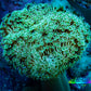 Leather Coral-  Toadstool  10cm WYSIWYG B1C Leather Coral-  Toadstool  10cm WYSIWYG B1C Soft Coral Leather Coral-  Toadstool  10cm WYSIWYG B1C Zeo Box Reef