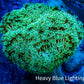 Leather Coral-  Toadstool  10cm WYSIWYG B1C Leather Coral-  Toadstool  10cm WYSIWYG B1C Soft Coral Leather Coral-  Toadstool  10cm WYSIWYG B1C Zeo Box Reef