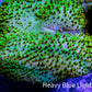 Leather Coral-  Toadstool  4cm WYSIWYG R2G5B2 Leather Coral-  Toadstool  4cm WYSIWYG R2G5B2 Soft Coral Leather Coral-  Toadstool  4cm WYSIWYG R2G5B2 Zeo Box Reef