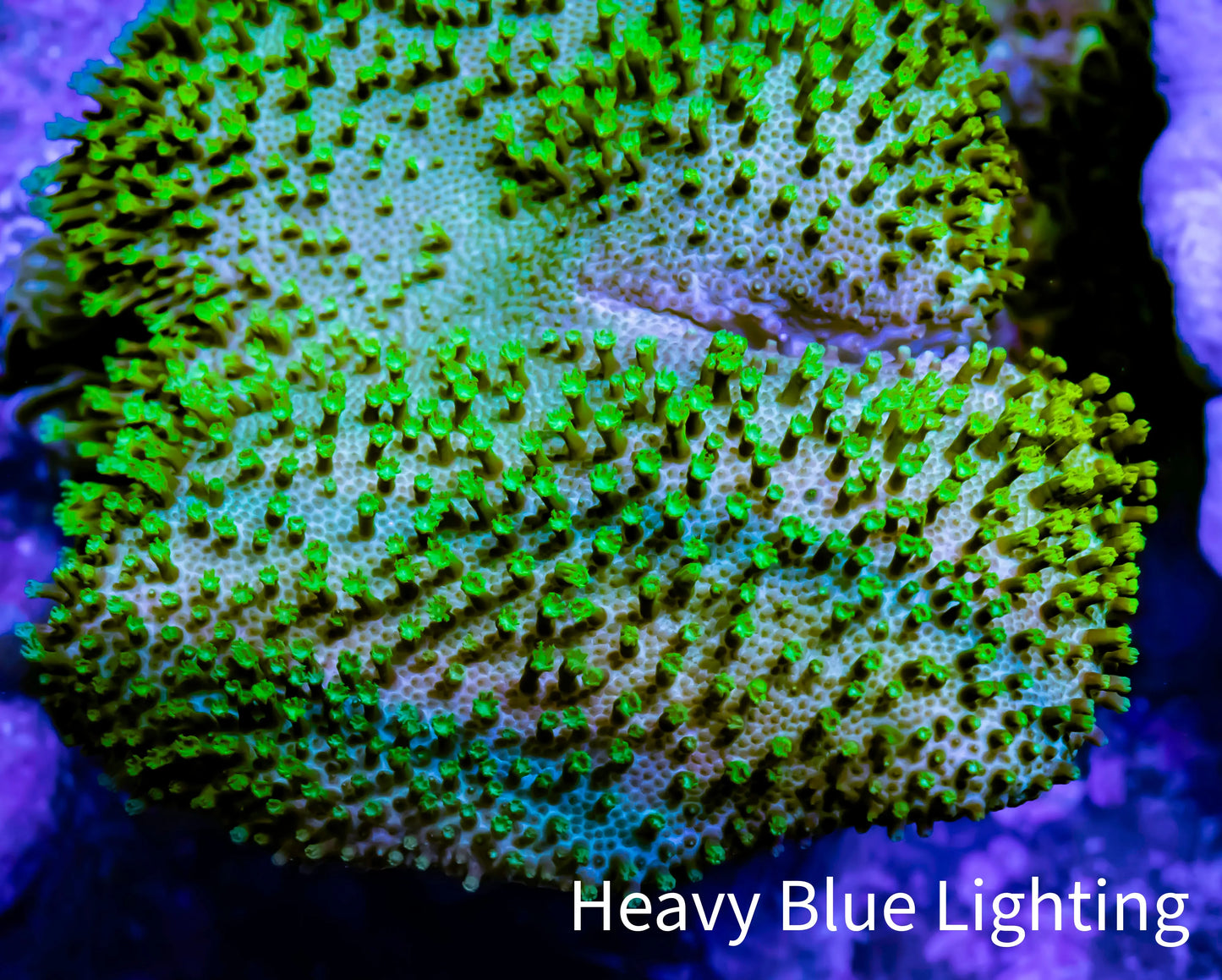 Leather Coral-  Toadstool  4cm WYSIWYG R2G5B2 Leather Coral-  Toadstool  4cm WYSIWYG R2G5B2 Soft Coral Leather Coral-  Toadstool  4cm WYSIWYG R2G5B2 Zeo Box Reef