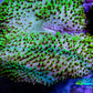 Leather Coral-  Toadstool  4cm WYSIWYG R2G5B2 Leather Coral-  Toadstool  4cm WYSIWYG R2G5B2 Soft Coral Leather Coral-  Toadstool  4cm WYSIWYG R2G5B2 Zeo Box Reef