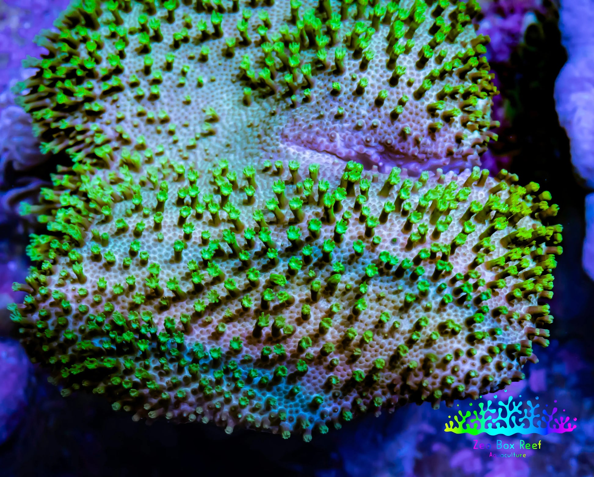 Leather Coral-  Toadstool  4cm WYSIWYG R2G5B2 Leather Coral-  Toadstool  4cm WYSIWYG R2G5B2 Soft Coral Leather Coral-  Toadstool  4cm WYSIWYG R2G5B2 Zeo Box Reef