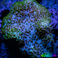 Leather Coral-  Toadstool  5cm WYSIWYG R2G5B2 Leather Coral-  Toadstool  5cm WYSIWYG R2G5B2 Soft Coral Leather Coral-  Toadstool  5cm WYSIWYG R2G5B2 Zeo Box Reef