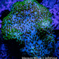 Leather Coral-  Toadstool  5cm WYSIWYG R2G5B2 Leather Coral-  Toadstool  5cm WYSIWYG R2G5B2 Soft Coral Leather Coral-  Toadstool  5cm WYSIWYG R2G5B2 Zeo Box Reef