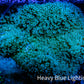 Leather Coral-  Toadstool  7cm WYSIWYG C3R1B2 Leather Coral-  Toadstool  7cm WYSIWYG C3R1B2 Soft Coral Leather Coral-  Toadstool  7cm WYSIWYG C3R1B2 Zeo Box Reef